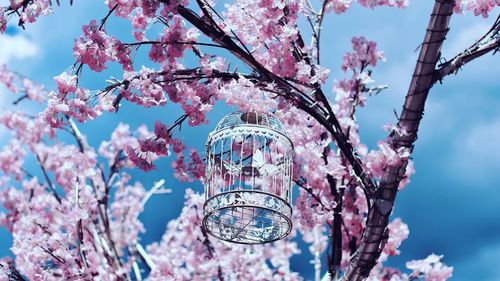 Low angle view of cherry blossoms against sky