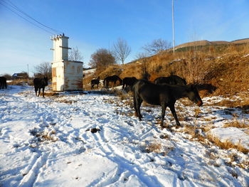 Horse standing on snow covered land