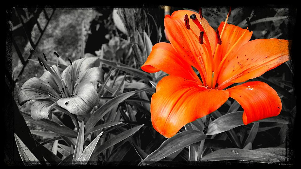 flower, petal, orange color, fragility, flower head, freshness, close-up, beauty in nature, transfer print, growth, nature, blooming, auto post production filter, plant, focus on foreground, pollen, red, yellow, stamen, outdoors