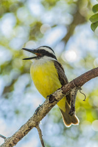 Low angle view of bird perching on branch