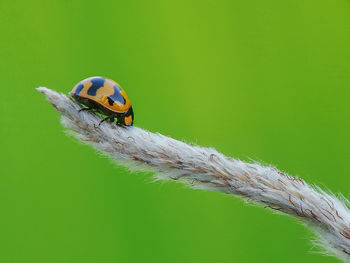 Close-up of ladybug on green leaf