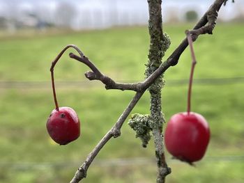 Close-up of apples growing on tree