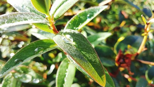 Close-up of water drops on leaves