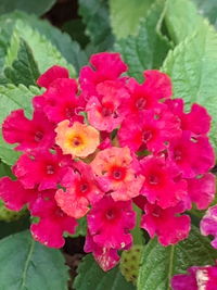 Close-up of pink flowers blooming outdoors