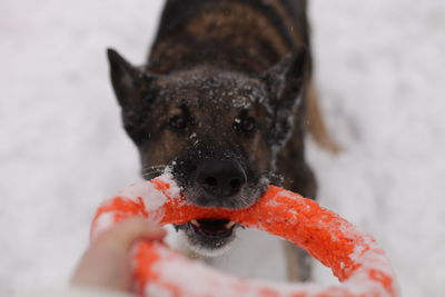 Dog playing with a toy in the snow