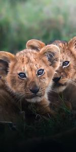 Close-up of lioness