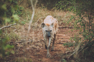 Portrait of horse on field in forest