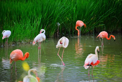 Flamingos at lakeshore by grass