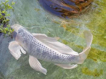 High angle view of fish swimming in water