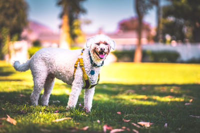 Portrait of dog on field