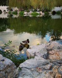 Rocks in lake