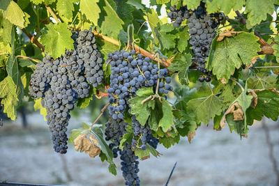 Close-up of grapes growing outdoors