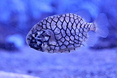 Pineapple fish swimming in the sea, algae, rocks, luminosity, ocean