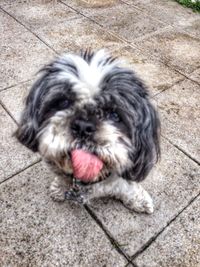 Dog sticking out tongue