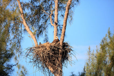 Low angle view of bare tree against clear sky