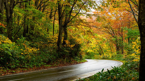 Road amidst trees in forest during autumn
