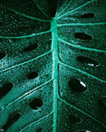 Full frame shot of wet leaf