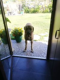 Dog seen through glass window