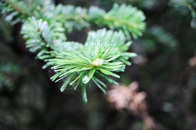 High angle view of pine tree