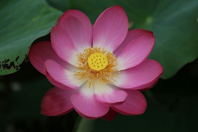 Close-up of pink water lily