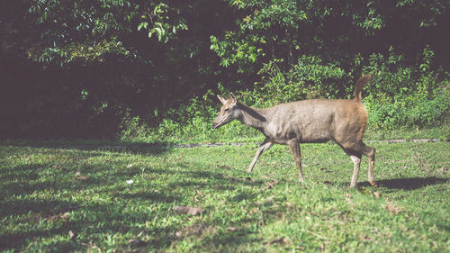 Deer standing in a field