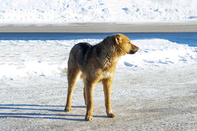 Dog looking away on beach