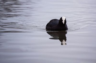 Duck swimming on lake