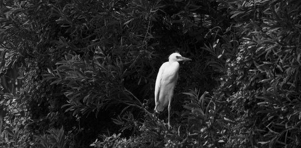 High angle view of bird perching on ground