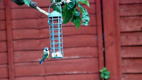 Close-up of a bird feeder against brick wall