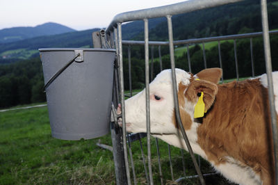 Farming feeding a young calf behind the fence, in the cowshed