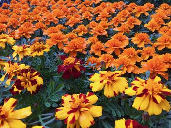 High angle view of orange flowering plants