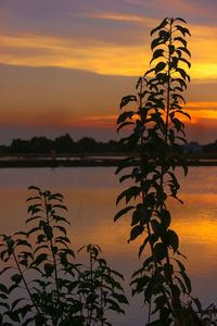 Silhouette plants against romantic sky at sunset