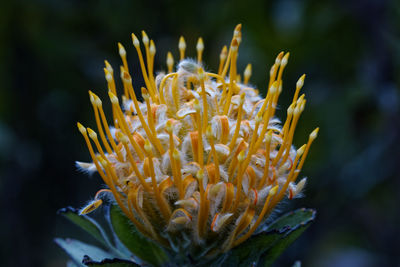 Close-up of plant