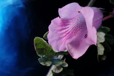 Close-up of pink rose flower