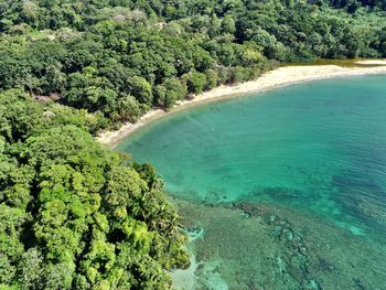 High angle view of sea and trees in forest