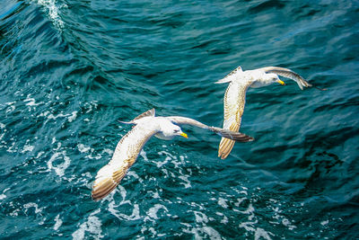 Seagull flying over sea