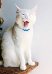 Close-up of cat yawning