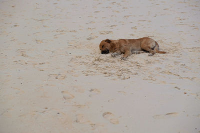 View of a dog running on sand
