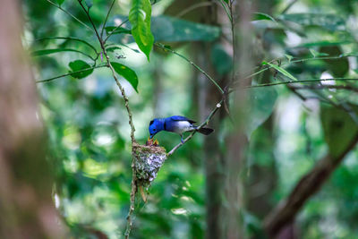 Close-up of bird perching on branch