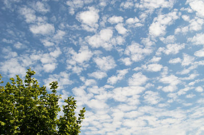 Low angle view of tree against sky