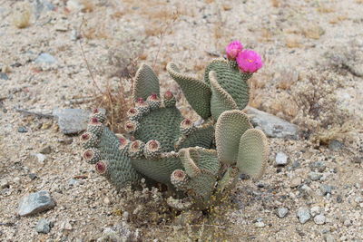 Close-up wildflowers - cactus - joshua tree national park - california - usa