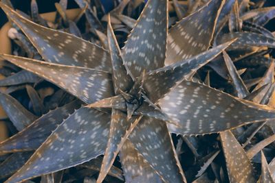 Full frame shot of succulent plant