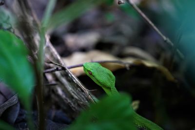 Close-up of insect on leaf