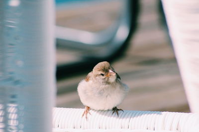 Close-up of bird perching on railing