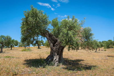 Tree on field against sky