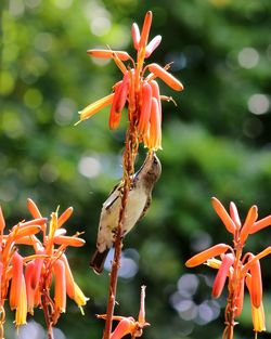 Close-up of red flowering plant