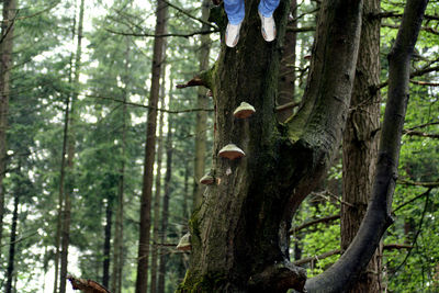 Low angle view of trees in forest