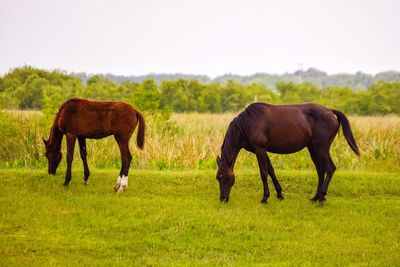 Horses grazing in a field