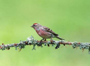 Common redpoll, acanthis flannea, perched on a lich covered tree branch