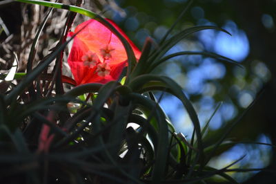 Close-up of red flower